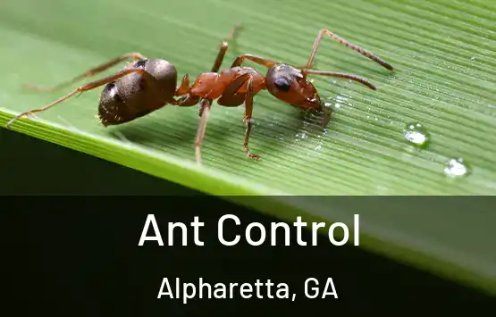  Ant Control Alpharetta, GA