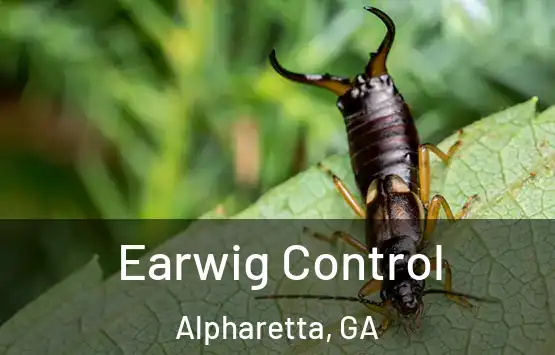  Earwig Control Alpharetta, GA