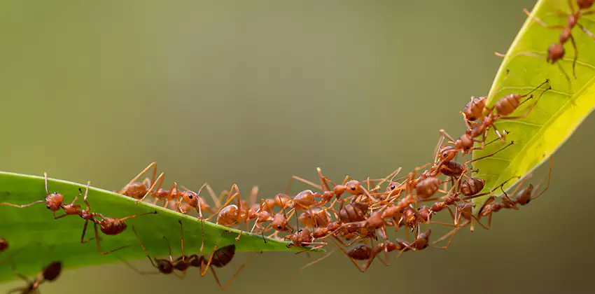 ant-control in Alpharetta, GA
