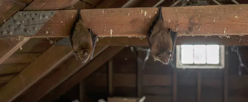 bat-exterminator in Alpharetta, GA