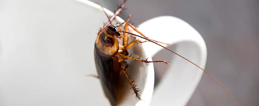 cockroach-treatment in Alpharetta, GA