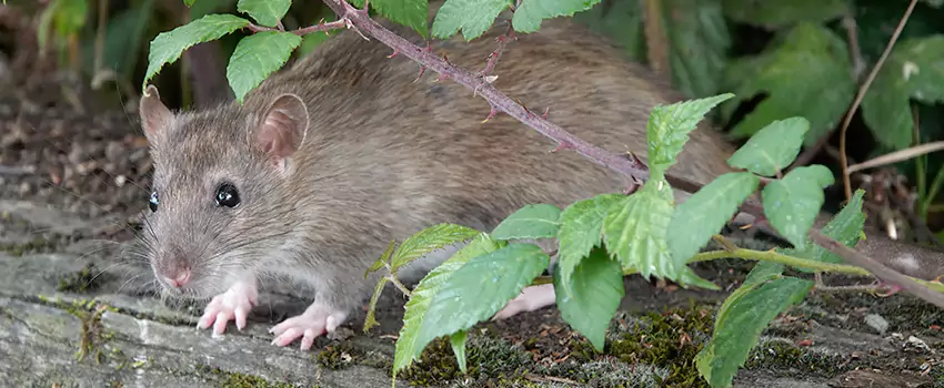 mice-control in Alpharetta, GA