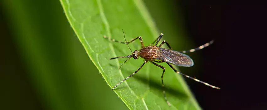 mosquito-treatment in Alpharetta, GA