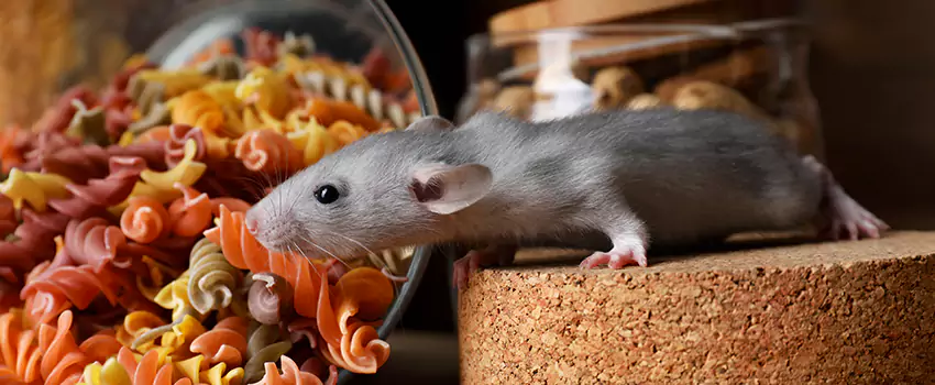 mouse-exterminator in Alpharetta, GA