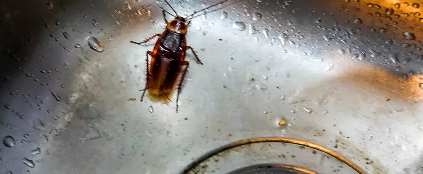 roach-control in Alpharetta, GA