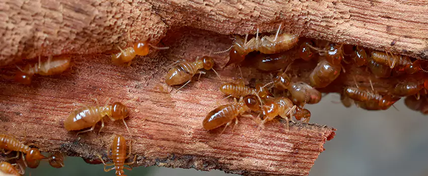 termite-treatment in Alpharetta, GA
