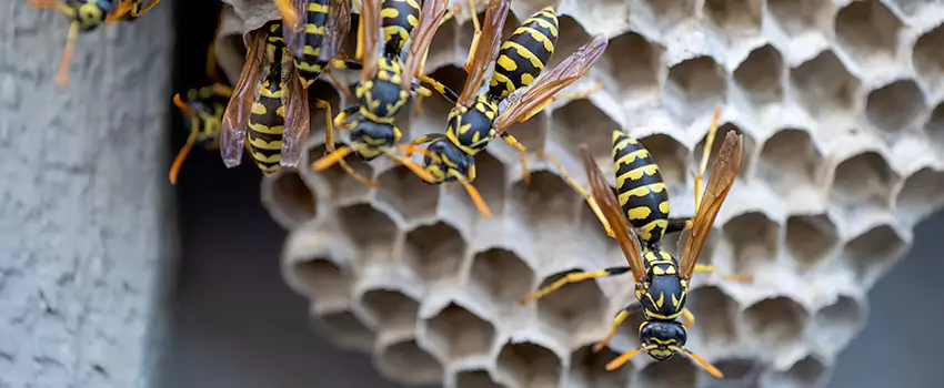 wasp-pest-control in Alpharetta, GA