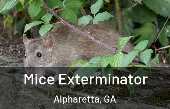  Mice Exterminator Alpharetta, GA